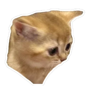 🫥 emoji kitten Telegram sticker 16 of 36