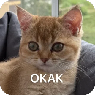 🫥 emoji Луна 🌙 Telegram sticker 5 of 56