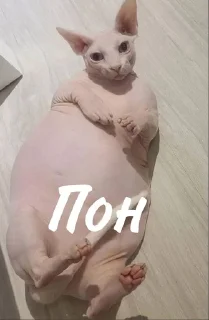 😋 emoji Лыси пон Telegram sticker 7 of 22