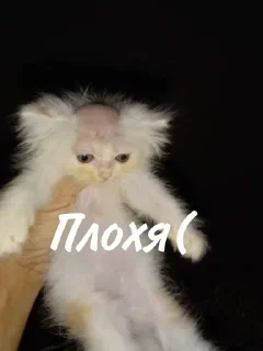 😔 emoji Лыси пон Telegram sticker 10 of 22
