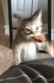 Sticker from чмоня и коты для деда