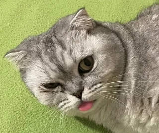 😜 emoji Katykat🐈‍⬛ Telegram sticker 11 of 64