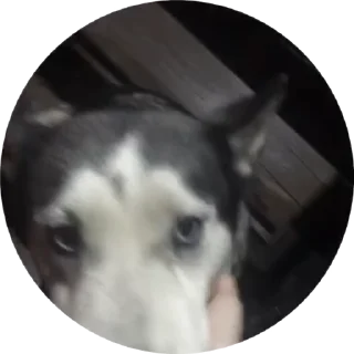 🐶 emoji Я лю тя🥰 Telegram sticker 11 of 44