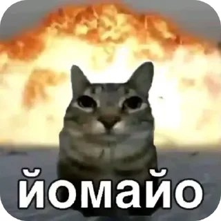 🐱 emoji Tik Tok memes Telegram sticker 20 of 34
