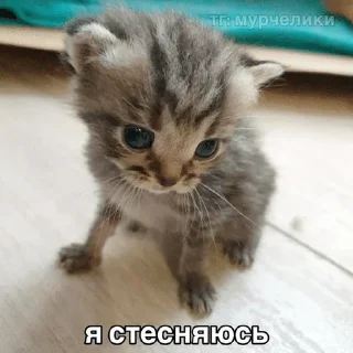 🌟 emoji Тупые котята Telegram sticker 14 of 64