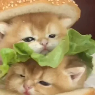 🍔 emoji Личные мемы Telegram sticker 24 of 39