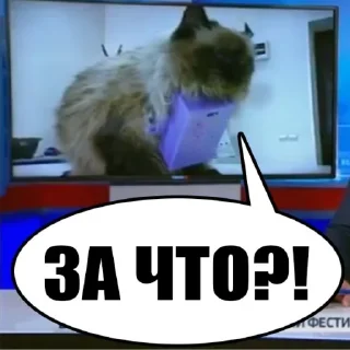 😿 emoji ура Нифёдов!!!))) Telegram sticker 5 of 31