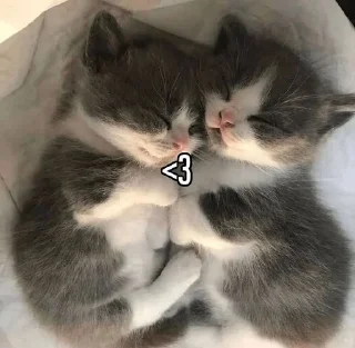 😍 emoji (=ඔᆽඔ=) by @snegidojd Telegram sticker 8 of 71