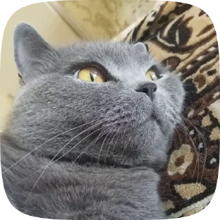 😼 emoji Кафіф Telegram sticker 12 of 54