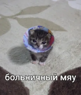🤕 emoji Котята мяу от @asianMofu Telegram sticker 18 of 73