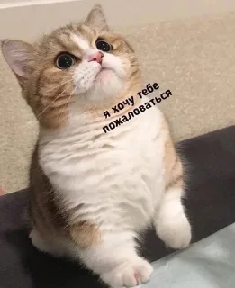 😁 emoji Мур ❤️ Telegram sticker 21 of 120