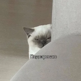 😑 emoji Мур ❤️ Telegram sticker 22 of 120