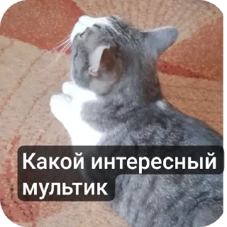 🐱 emoji Супер мур Telegram sticker 17 of 58