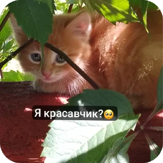🐱 emoji Супер мур Telegram sticker 21 of 58