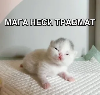 🌟 emoji Игоревна и котячий мир Telegram sticker 15 of 74