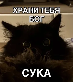 🌟 emoji Игоревна и котячий мир Telegram sticker 23 of 74
