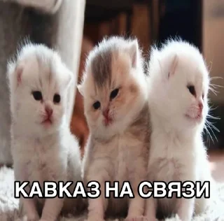 🌟 emoji Игоревна и котячий мир Telegram sticker 20 of 74