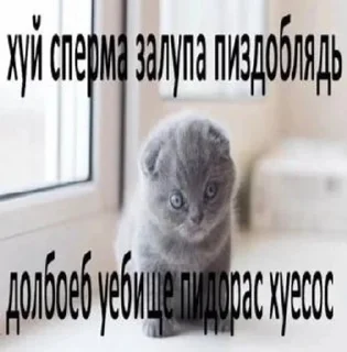 🚬 emoji котики✨(мат) Telegram sticker 17 of 58