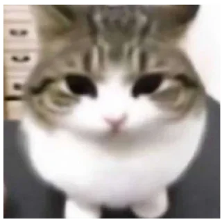😐 emoji мяу Telegram sticker 17 of 65