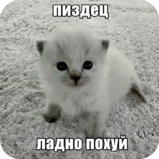 🙂‍↕️ emoji Вау мяу Telegram sticker 10 of 27