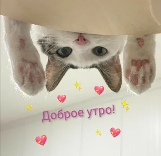 💗 emoji мяу Telegram sticker 22 of 83