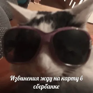 🙄 emoji миу Telegram sticker 9 of 33