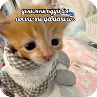 😭 emoji Вау мяу Telegram sticker 16 of 27