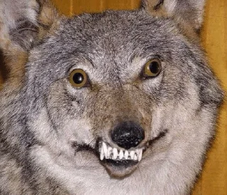 😂 emoji Мяу Telegram sticker 13 of 73