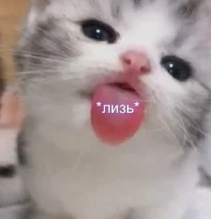 😛 emoji хуйня для разговоров важных Telegram sticker 22 of 46