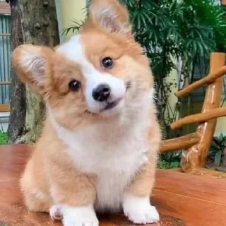 🤍 emoji Рофлянчик Telegram sticker 10 of 15