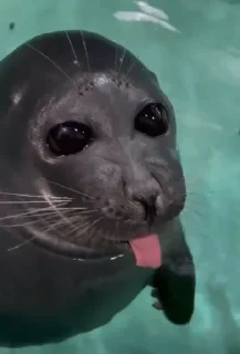 😛 emoji Тюленики Telegram sticker 21 of 36