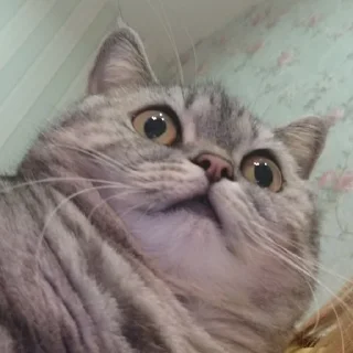 😯 emoji Тифаня Telegram sticker 17 of 24