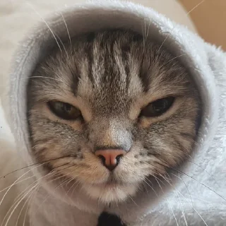 😑 emoji Тифаня Telegram sticker 8 of 24