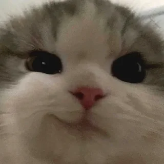 😏 emoji ці картінкі юзає Аля Telegram sticker 13 of 120