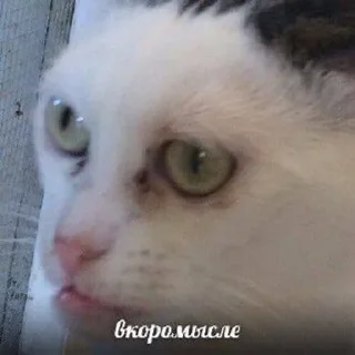 🙄 emoji Булька барабулька Telegram sticker 17 of 38