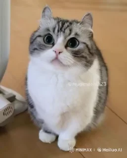 🌟 emoji Лудокотик Telegram sticker 6 of 119