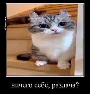 🌟 emoji Лудокотик Telegram sticker 22 of 119
