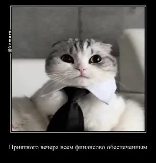 🌟 emoji Лудокотик Telegram sticker 24 of 119
