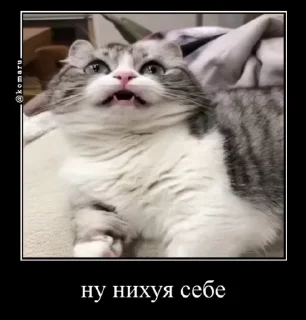 🌟 emoji Лудокотик Telegram sticker 14 of 119