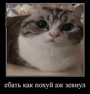 🥱 emoji Гифки с Комару Telegram sticker 12 of 50