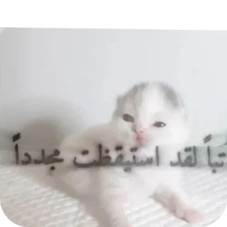 🐱 emoji M Telegram sticker 23 of 87