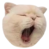 🐈 emoji М🤍 Telegram sticker 16 of 28