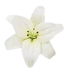 🌸 emoji М🤍 Telegram sticker 6 of 28