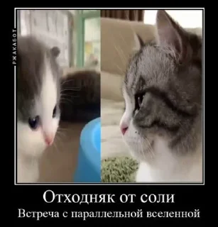 🧂 emoji Демотиваторный Котек Telegram sticker 23 of 51