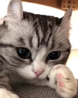 🥺 emoji Комару сборник @tambilvirus Telegram sticker 21 of 120