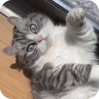 🐱 emoji Странные коты 😐 Telegram sticker 7 of 120