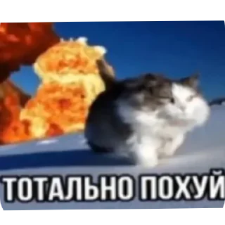 Sticker from Странные коты 😐