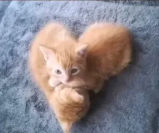❤ emoji кошаки Telegram sticker 16 of 25