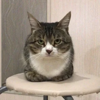 😠 emoji коржикотерапия Telegram sticker 24 of 48