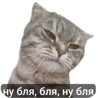 🐱 emoji Ксюша Telegram sticker 24 of 58
